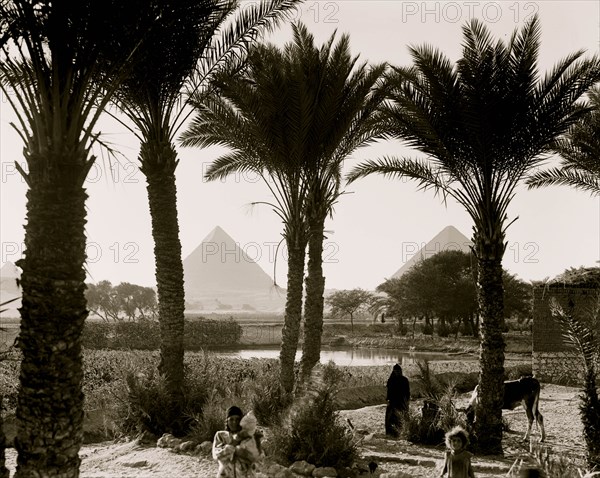 Types & agriculture. Corn fields & palmgrove, pyramids seen through palms 1935