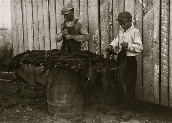 Boys stripping tobacco. 1917