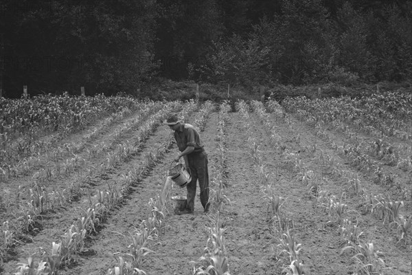 Hand irrigation on small rented subsistence farm. 1939