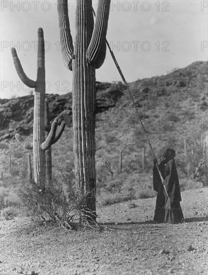 Gathering Cactus Fruit 1907