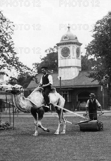 Working Camel, London