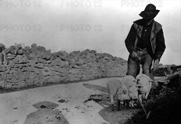 Man and His Pigs 1900