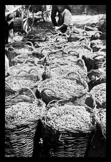 Baskets of Wine Grapes at Richon Le Zion 1920