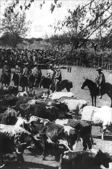 Cattle and Cowboys in Chile