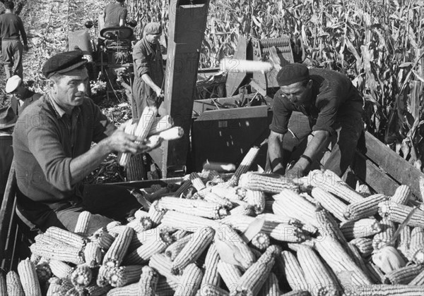Maize harvest at cooperative farm near stapar, north eastern yugoslavia, 1960s.
