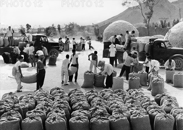 Members of the yangtan brigade of the yangtan people's commune in chungo county in the northern chinese province of shansi, loading wheat they have dried to be delivered to the state to support the socialist construction, 1967.