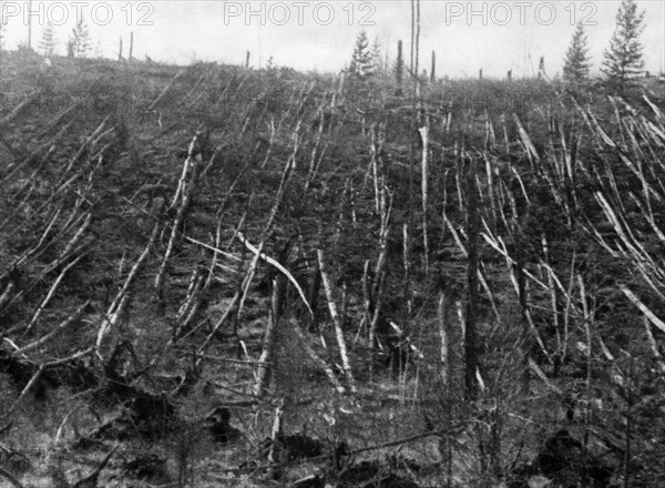 Siberian taiga forest that was flattened by the blast from the tunguska meteorite near where the meteorite fell in 1908, this picture was taken during professor leonid kulik's 1938 expedition to investigate the event.