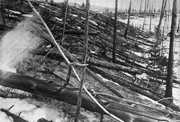 Tunguska river region of central siberia, trees felled by the explosion of a meteorite 7km to the north in 1908, this picture was taken in may of 1929.