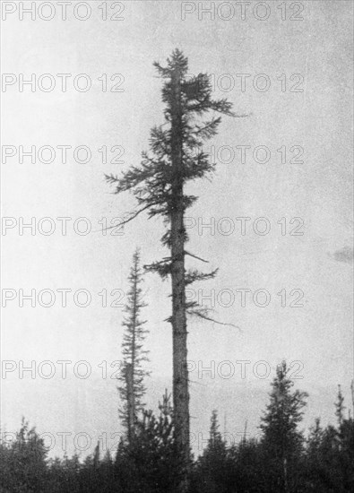 New growth on an old tree 20 km to the east of the blast center that was burnt and damaged in 1908 by the tunguska meteorite, prior to that, it was dense forest, this picture was taken during professor leonid kulik's 1938 expedition to investigate the event.