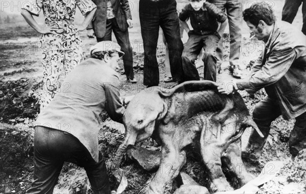 Two men lifting the preserved carcass of a baby mammoth (named dima) from where it was accidently unearthed from the permafrost by a bulldozer on the grounds of the frunze gold fields in the susumansky region of the magadan oblast, the body was found in the valley of the small river, kirgilyakh in 1977.