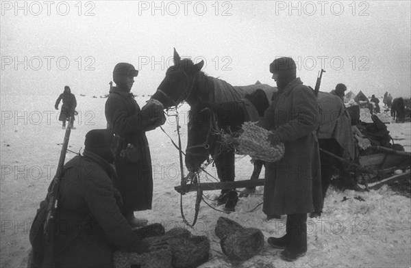 World war 2, battle of stalingrad, red army soldiers stopping to feed their horses captured german 'boots', 1942.