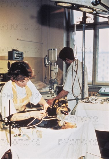 Soviet scientists examining a dog as a part of their research of space travel, 1966.