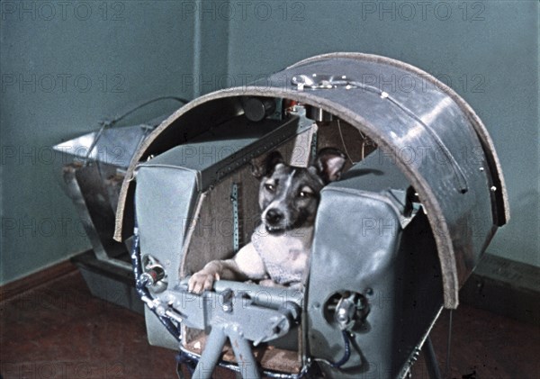 Laika, the first dog in space, in the sputnik 2 capsule.