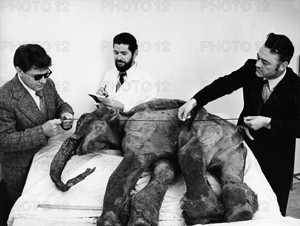 S, g, zhelin (right) of the north-eastern research institute of the ussr academy of sciences, examining the preserved carcass of a baby mammoth (named dima)which was accidently unearthed from the permafrost by a bulldozer on the grounds of the frunze gold fields in the susumansky region of the magadan oblast, the body was found in the valley of the small river, kirgilyakh in 1977.