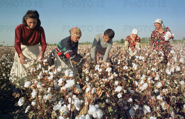 Uzbekistan, october 14, the first million of tons of raw cotton was picked up by uzbek cotton-growers, the abundant crop of cotton (over 3,5 million tons ) is expected this year in this central asian republic.