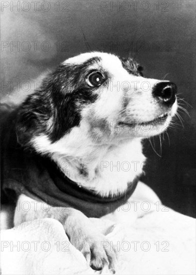 Strelka (in pic), was one the two russian dogs that went into orbit aboard sputnik spaceship and returned safe and sound from a space flight, 1960.
