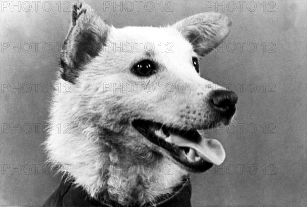 Belka (in pic), was one the two russian dogs that went into orbit aboard sputnik spaceship and returned safe and sound from a space flight,  1960.