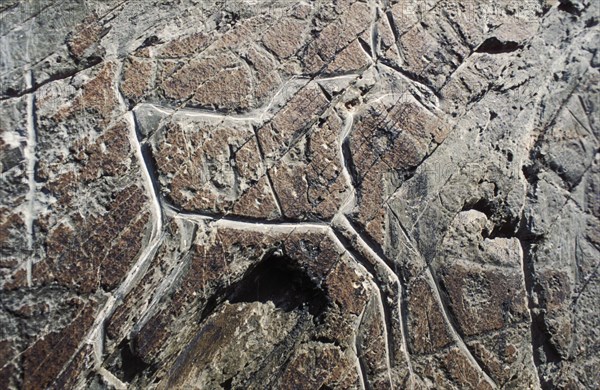 Stone carving of an elk from the 3rd or 4th century b,c, this is one of 280 such carvings in a rock on the bank of the tom river in the tomsk region of russia, tomskaya pisanitsa.