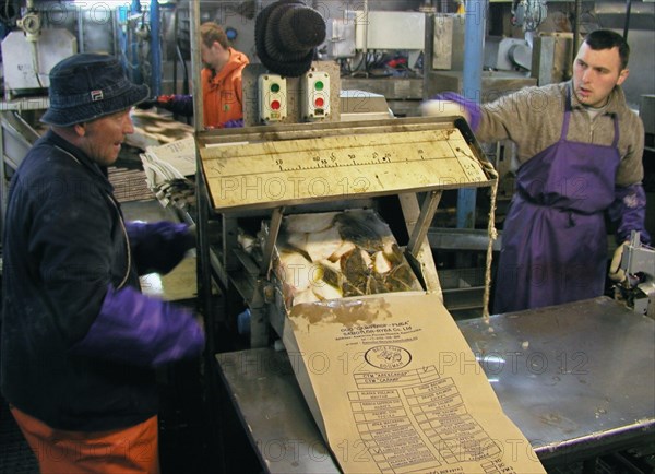 Petropavlovsk-kamchatski, russia, fish being packed at a floating fish processing plant aboard a fishing vessel in the sea of okhotsk, august 12, 2004.