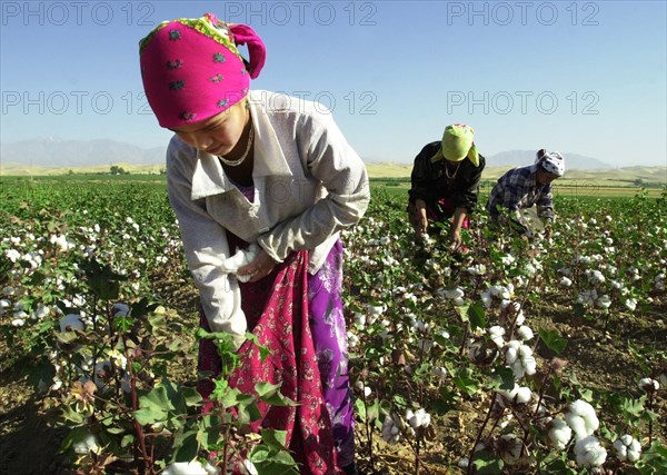 Tajikistan, september 9, 2004, schoolchildren and students taking part in cotton harvesting.