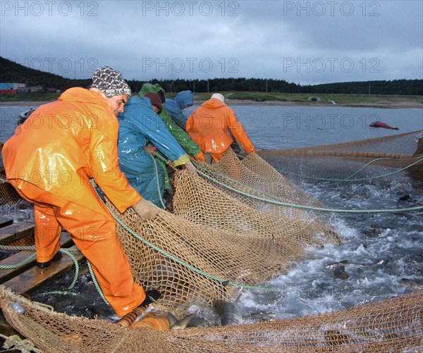 Sakhalin region, russia, september 24, 2004, russian and korean employees engaged with the tunaicha fish-processing plant during coastal fishing.
