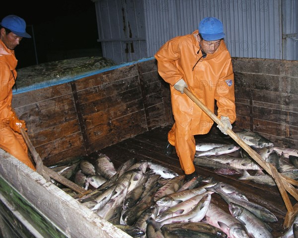 Sakhalin region, russia, september 24, 2004, north korean employees in the section of the tunaicha fish-processing plant.