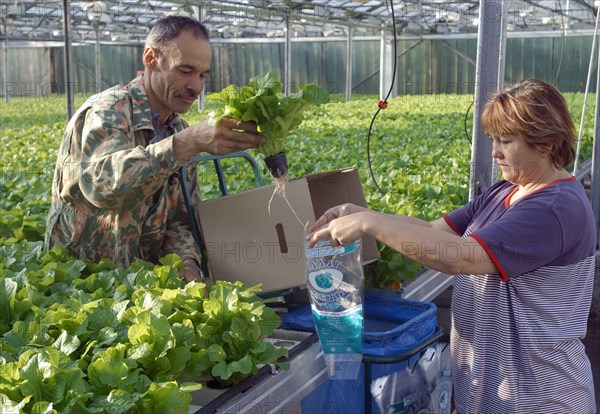 Harvesting of the lettuce crop in experimental production farm 'dalnevostochnoye' (far eastern) where they use expandable tables, pots for seedlings and automatized equipment for feeding and watering of the plants.