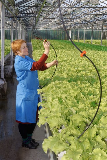 Water and food is delivered to the plants through the pipe-line, modern cultivation technology is introduced in experimental production farm dalnevostochnoye (far eastern) where they use expandable tables, pots for seedlings and automatized equipment for feeding and watering of the plants.