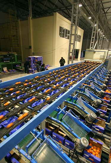 Packaging of the citrus plants at the abkhaz fruit company in the pitsunda resort area, the joint russian-abkhaz enterprise is fitted with modern spanish facilities and practices in treating, sorting and packaging mandarins, january 2006.