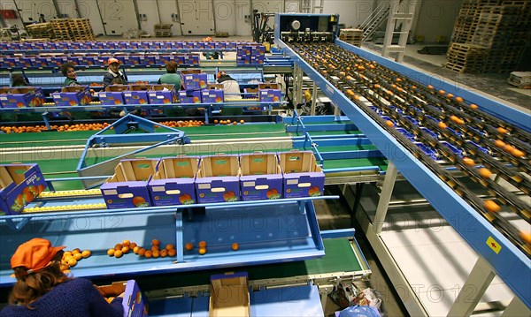 Packaging of the citrus plants at the abkhaz fruit company in the pitsunda resort area, the joint russian-abkhaz enterprise is fitted with modern spanish facilities and practices in treating, sorting and packaging mandarins, january 2006.