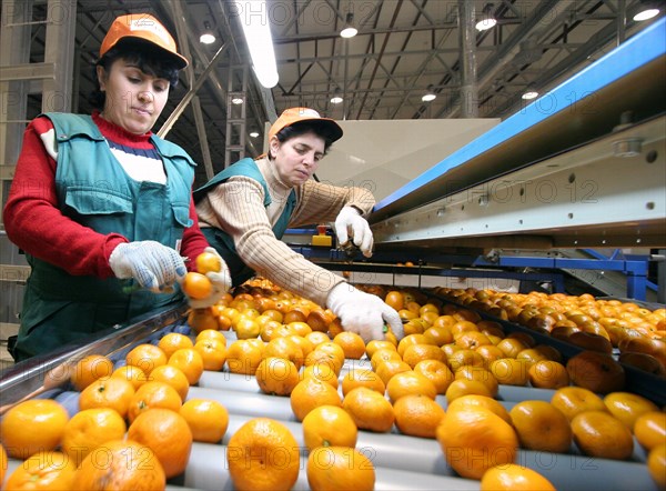 Sorting of mandarins at the abkhaz fruit company in the pitsunda resort area, the joint russian-abkhaz enterprise is fitted with modern spanish facilities and practices in treating, sorting and packaging mandarins, january 2006.