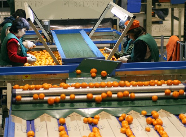 Sorting of mandarins at the abkhaz fruit company in the pitsunda resort area, the joint russian-abkhaz enterprise is fitted with modern spanish facilities and practices in treating, sorting and packaging mandarins, january 2006.
