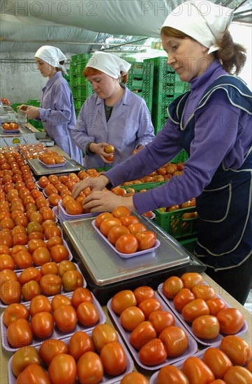 Packing tomatoes at the farm moskovsky, moscow region, russia, june 2006.