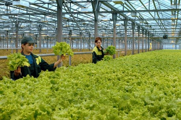 A tray of lettuce at the farm moskovsky, moscow region, russia, june 2006.