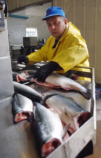 Yuzhno-sakhalinsk, russia, july 28, 2006, fish is being butchered at 'bereg' production facilities of tunaicha company.