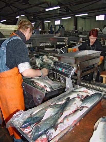 Koryak autonomous area, russia, freezing facility at the ooo severo-vostochnaya kompaniya (north eastern co) in the settlement of ossora in the koryak autonomous area, where salmon fishing season is underway off koryakia's east coast, august 2, 2006.