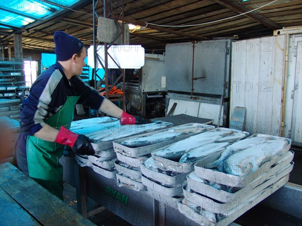 Koryak autonomous area, russia, frozen salmon are piled at the fish processing shop in ayanka village, the koryak autonomous area, salmon fishing season is underway off koryakia's east coast, august 2, 2006.