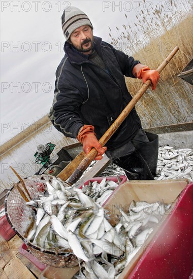 Kurgan region, russia, october 17, 2006, a man puts fish into a container using a scoop-net.
