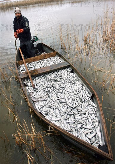 Kurgan region, russia, october 17, 2006, a man rows a boat full of fish with a stick on a lake in kurgan region.