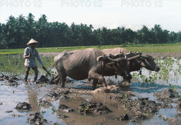 Indonesian peasant plowing a rice field with oxen, 1984.