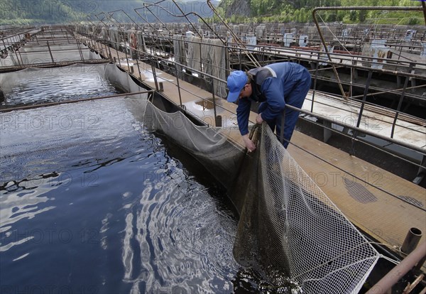 Khakassia, russia, june 18, 2007, trout and sturgeon fish farm in maina hydroelectric power station reservoir, khakassia.