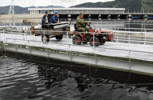 Khakassia, russia, june 18, 2007, feeding hatchlings on a trout and sturgeon fish farm in maina hydroelectric power station reservoir, khakassia.