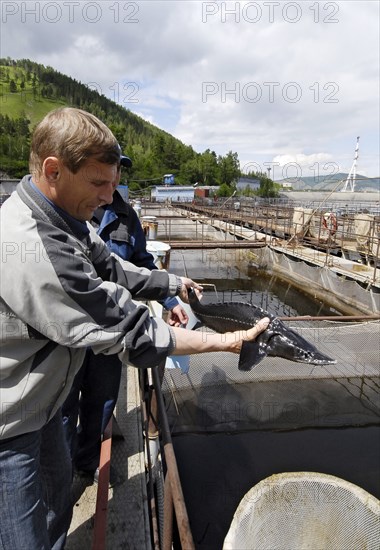 Khakassia, russia, june 18, 2007, man holding sturgeon raised on a fish farm in maina hydroelectric power station reservoir, khakassia.