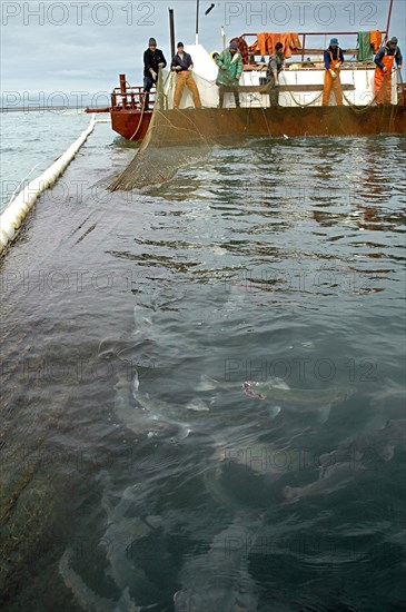 Kamchatka, russia, august 16, 2007, the picture shows a fishing vessel near a pound net with fish off kamchatkai´s east coast where the salmon fishing season is underway.