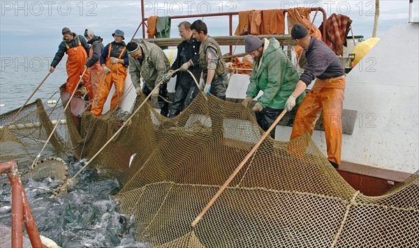 Kamchatka, russia, august 16, 2007, fishermen on a fishing vessel drag a pound net off kamchatkai´s east coast where the salmon fishing season is underway.