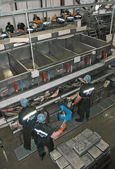 Kamchatka, russia, august 21, 2007, salmon on processing line at the vostochny bereg fish processing facility located in ivashka village.