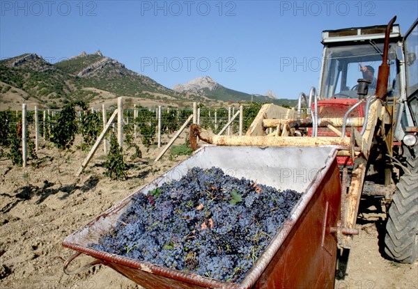 The grape harvest at a vineyard of the koktebel plant producing vintage cognac and wine, crimea, ukraine, october 2007.