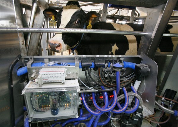 Dairy cow seen at the plemzavod rodina farm which is outfitted with delaval milking system, volgograd region of russia, february 5, 2008.