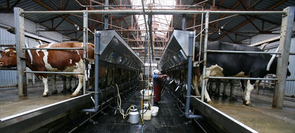 Dairy cows being milked at the plemzavod rodina farm which is outfitted with delaval milking system, volgograd region of russia, february 5, 2008.
