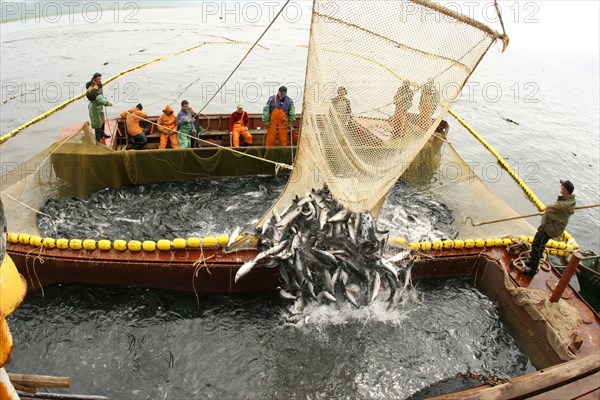 Salmon fishing on the ozernaya river in kamchatka, russia, july 21, 2008.